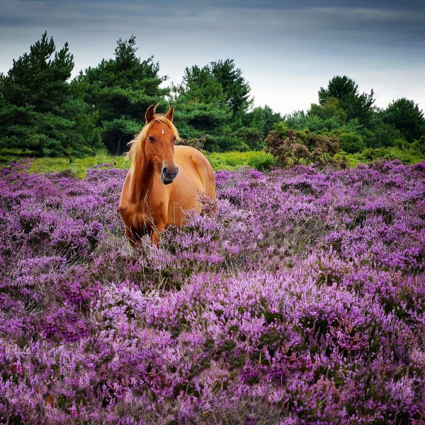 Лошадь с цветами