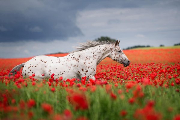 табун аппалуза
