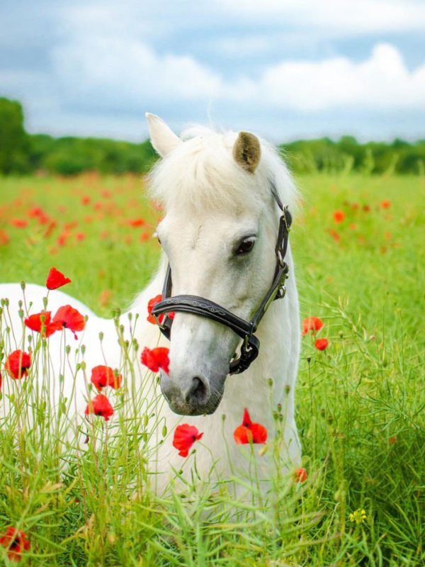 белые лошади
