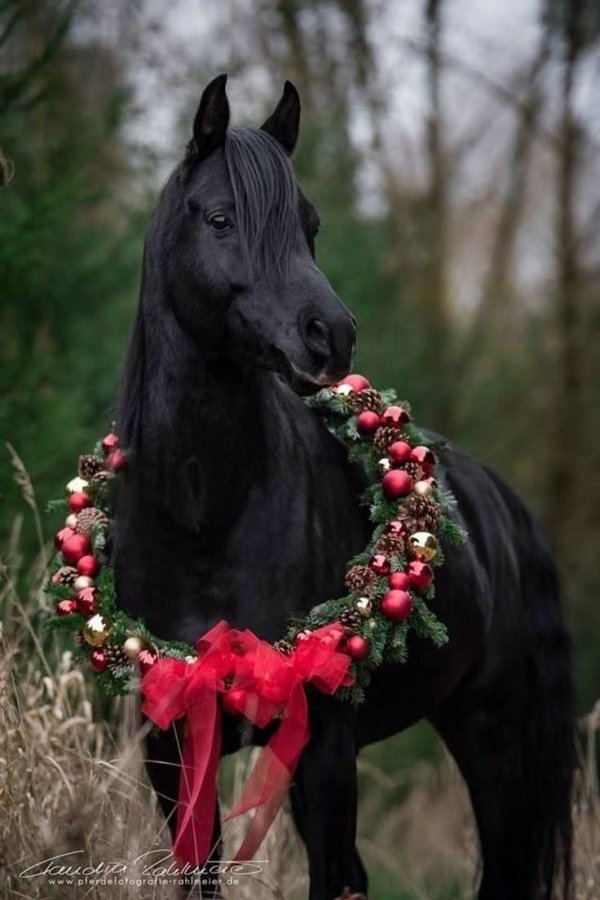 новогодние лошади