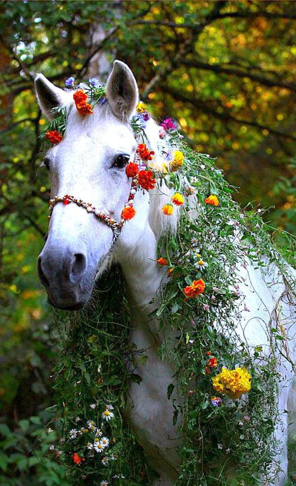 белые лошади