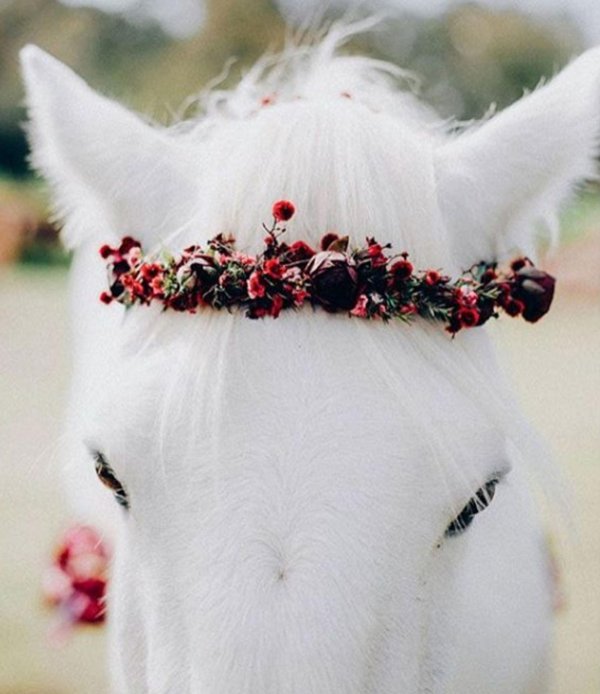 белые лошади