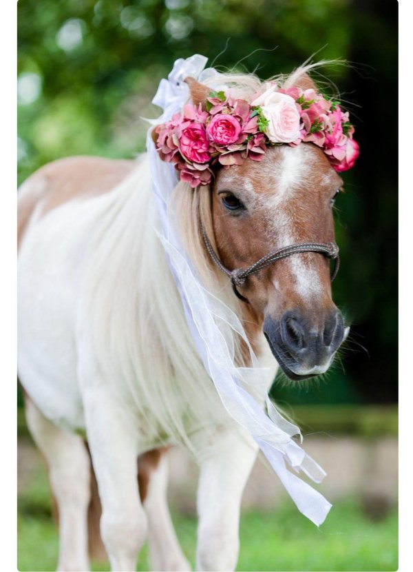 милые лошадки