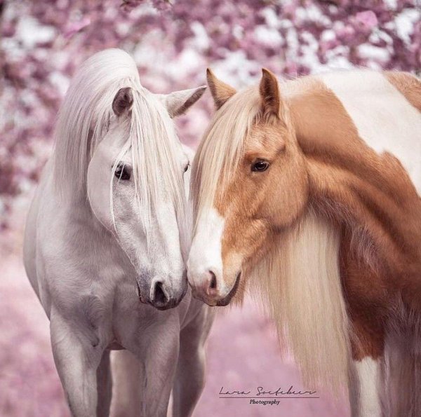 красивая лошадка