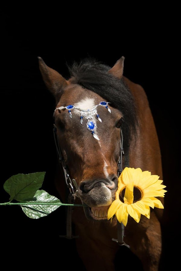 кони лошади