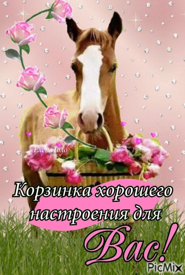 доброе утро с лошадками