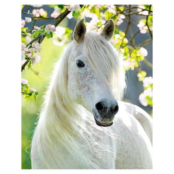 белые лошади