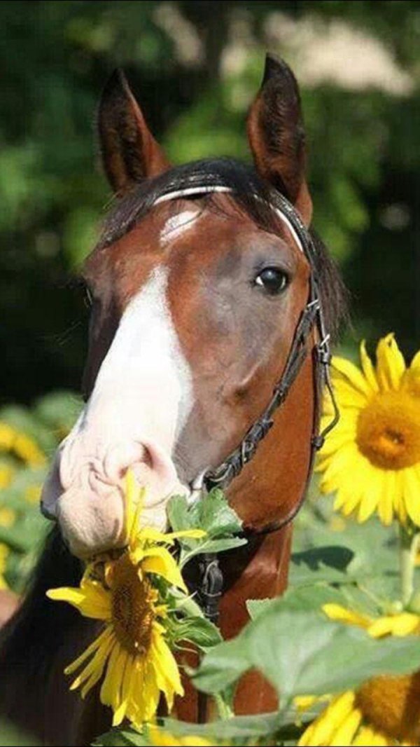 конь в подсолнухах