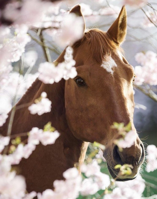 лошади милые