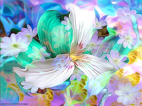 волшебные цветы