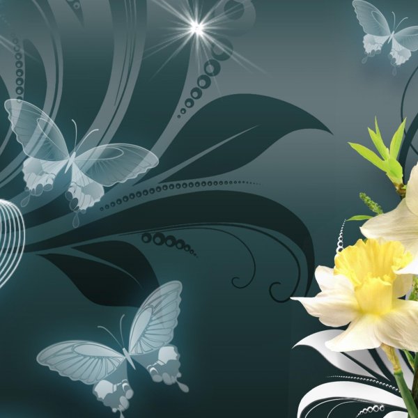 белые нарциссы