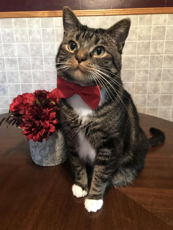 Кошечка для мужчины