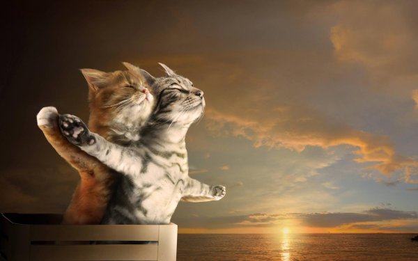 Кошечка для мужчины