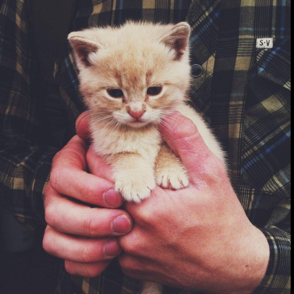 Кошечка для мужчины