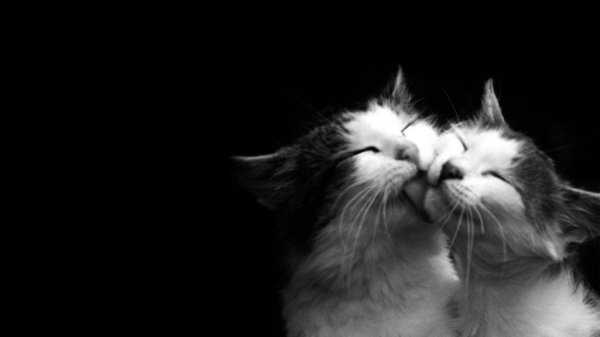 Кошечка для мужчины