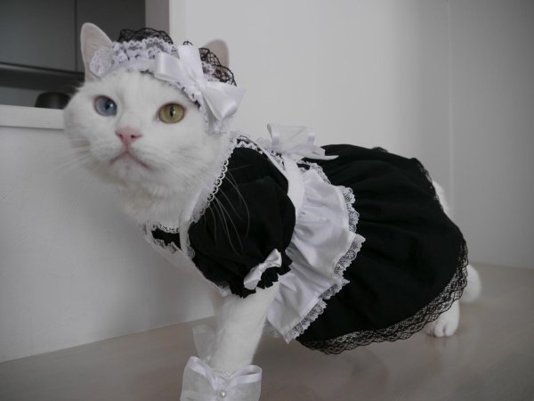 Кошечка для мужчины