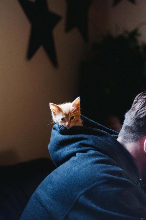 Кошечка для мужчины