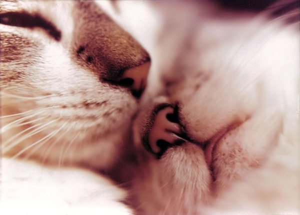 Кошечка для мужчины