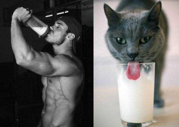 Кошечка для мужчины