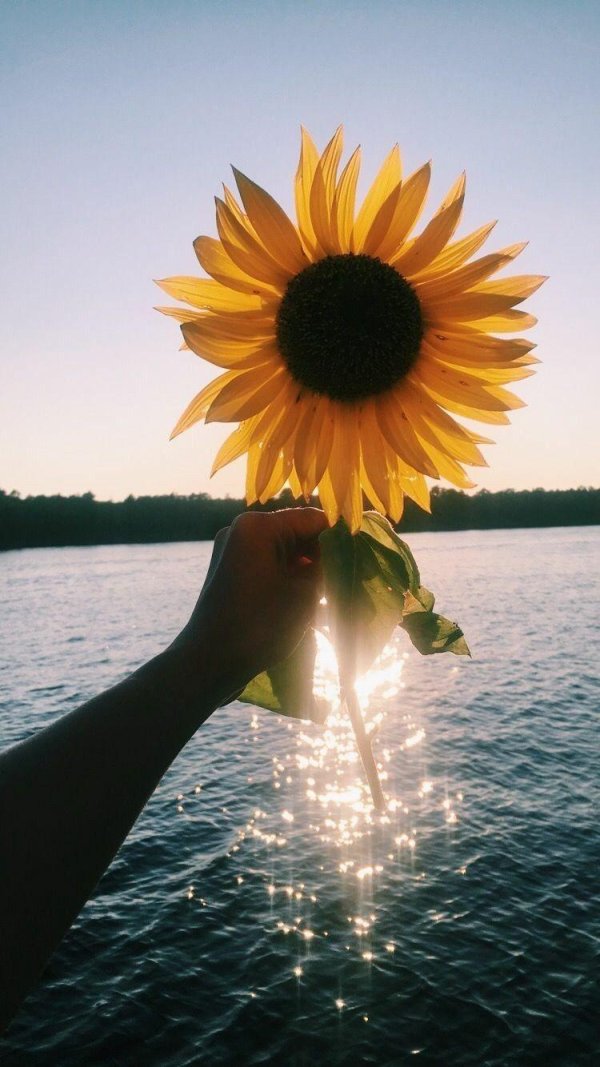 фотографии подсолнухов