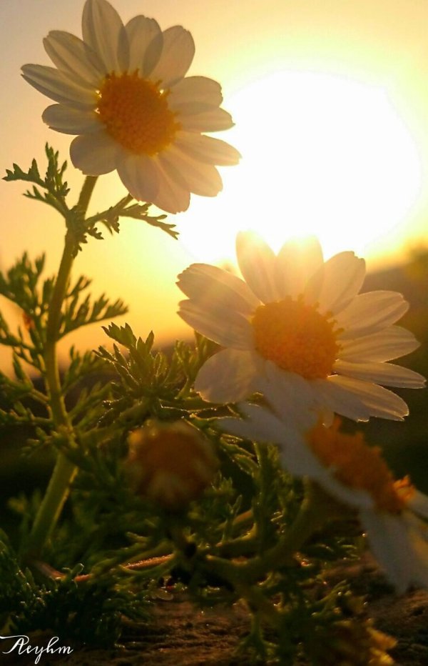 ромашки утро