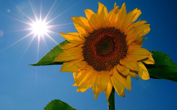 красивые подсолнухи