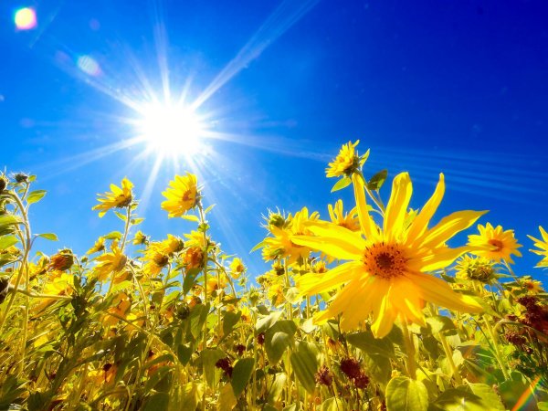 подсолнух в лучах солнца