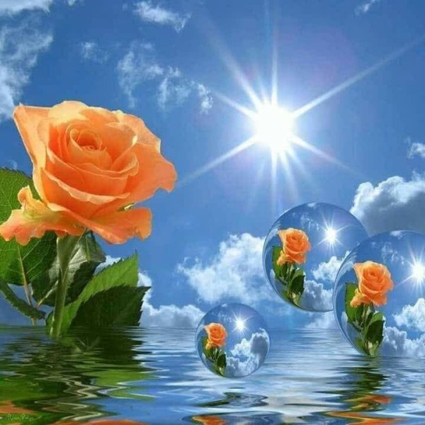 небесные розы