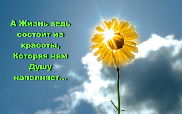 солнечные цветы