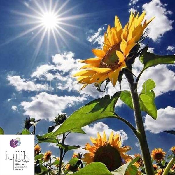 красивые подсолнухи