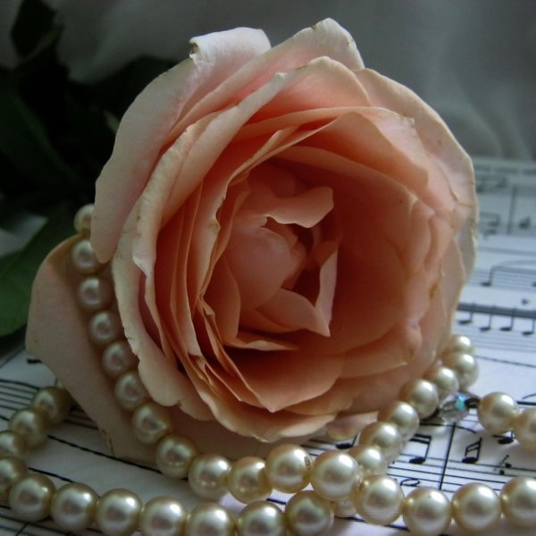 жемчуг цветок