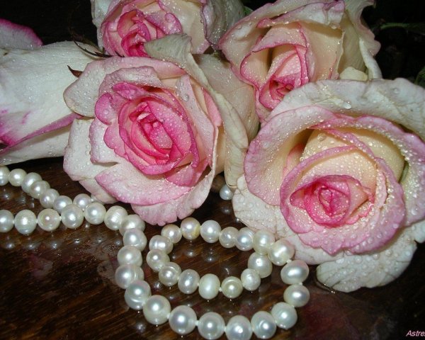 роза розовая жемчужина