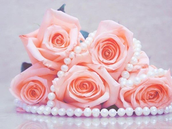 нежно розовая роза