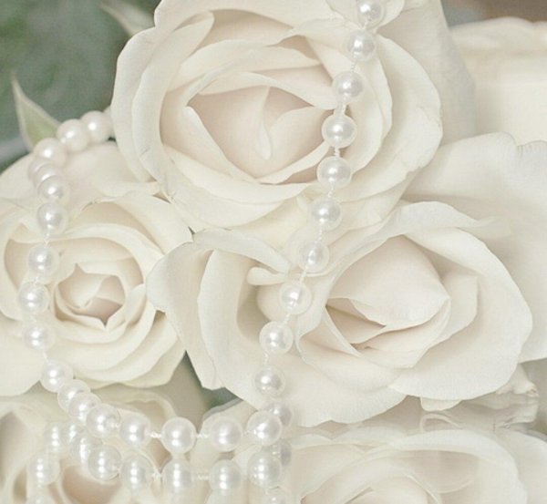 красивая белая роза