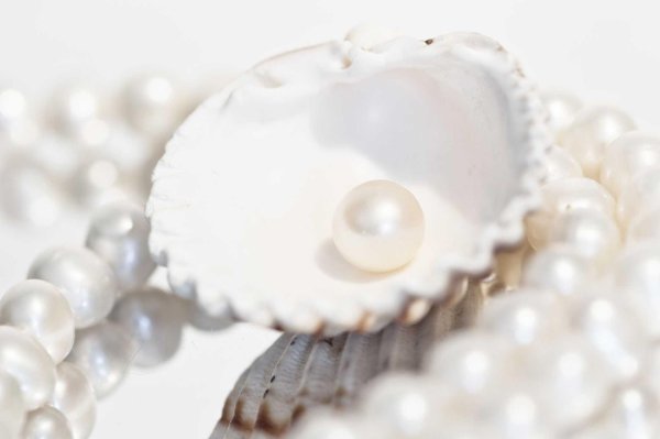 морская жемчужница моллюск