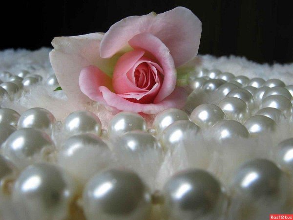 жемчуг розовый