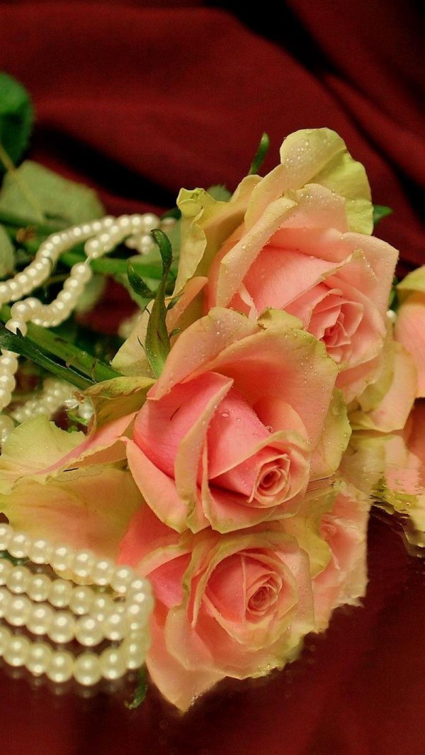 роза красивая