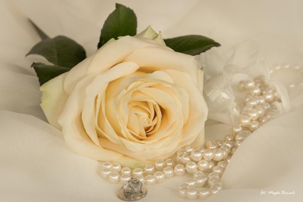 шикарные белые розы