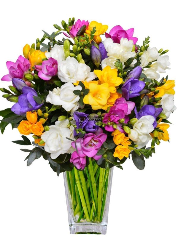 букет фрезий