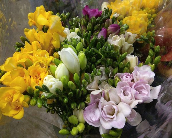 фрезии букет