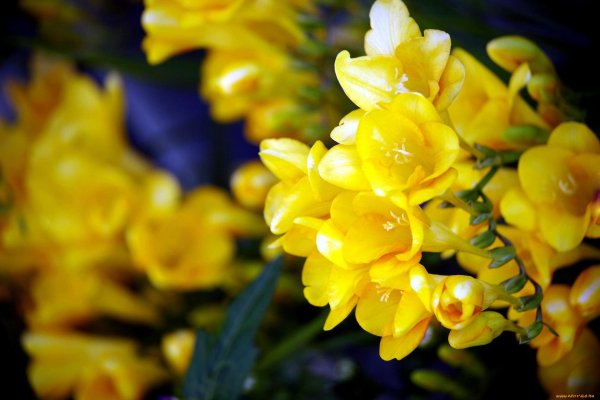 фрезия желтая