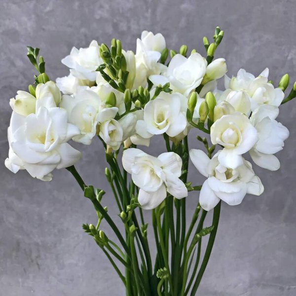 фрезии белые