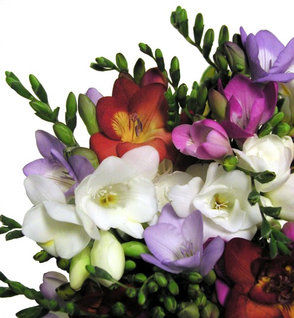 цветок фрезии