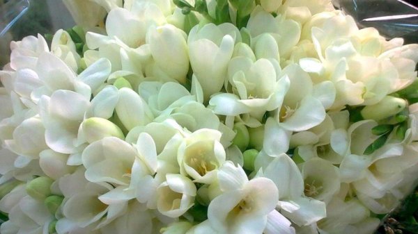 фрезии белые