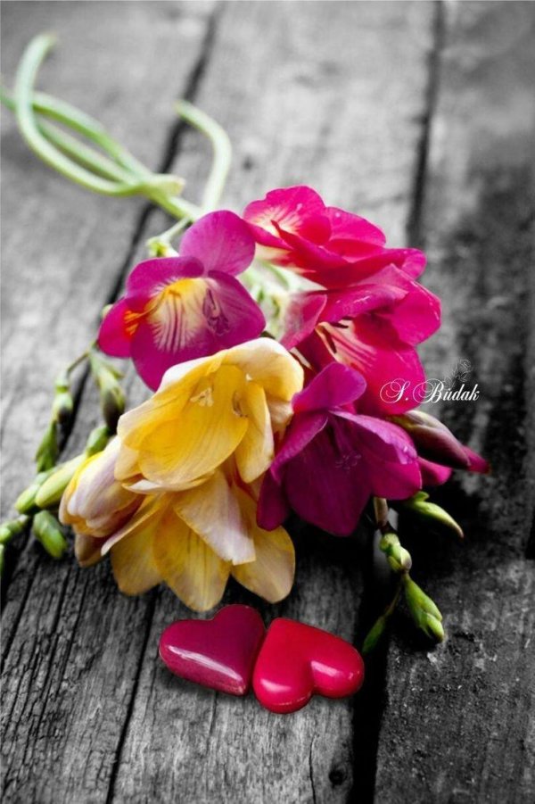 красивая цветок