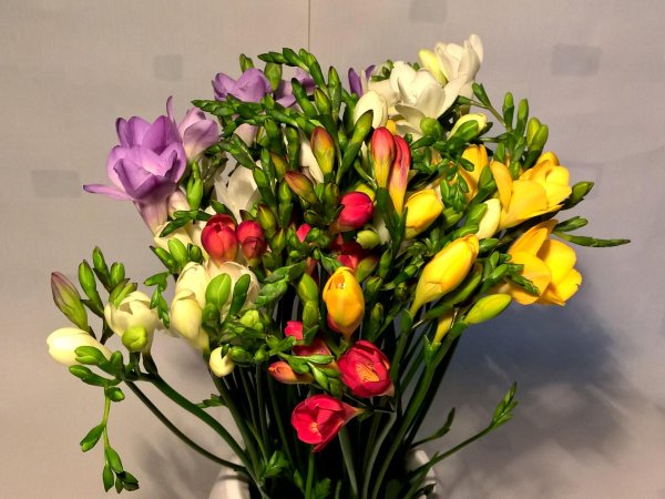 цветок фрезии