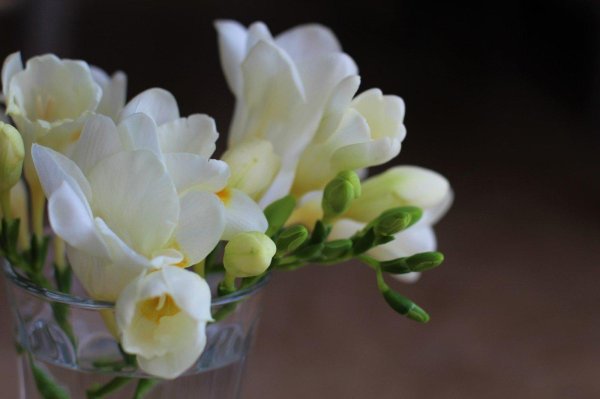 фрезии белые