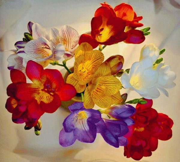 фрезии конфетти цветы