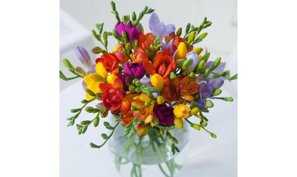 букет фрезии