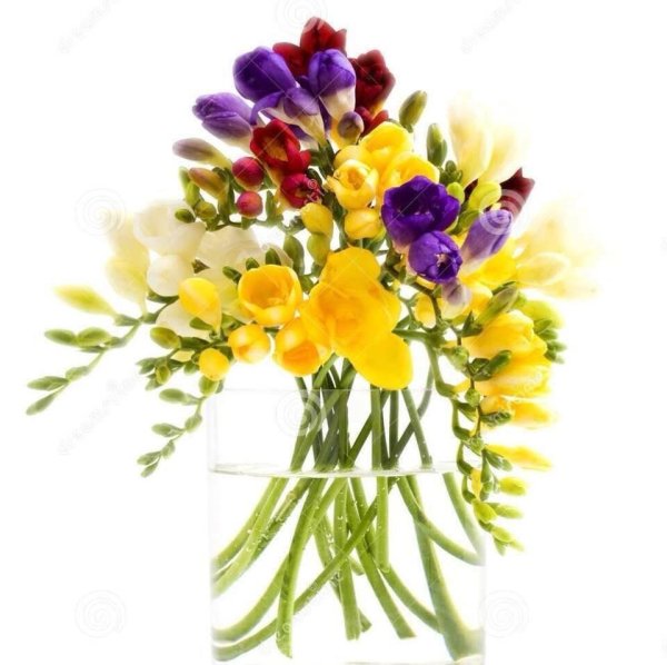 фрезии букет